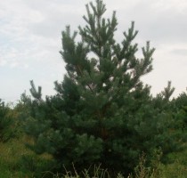 Selective Pine 200-250 cm