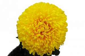 Хризантема садова — Скласти свій букет купити з доставкою в KievFlower.  Артикул: 7005 (1)